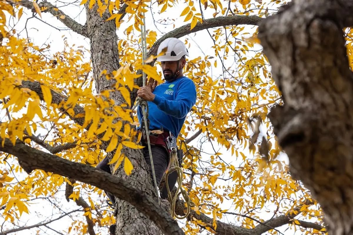 Skilled Tree Transplanting crew working in Peralta